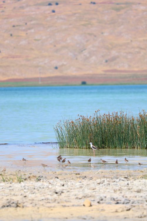 Free Peaceful lakeside scene with various birds and reeds in a natural setting. Stock Photo