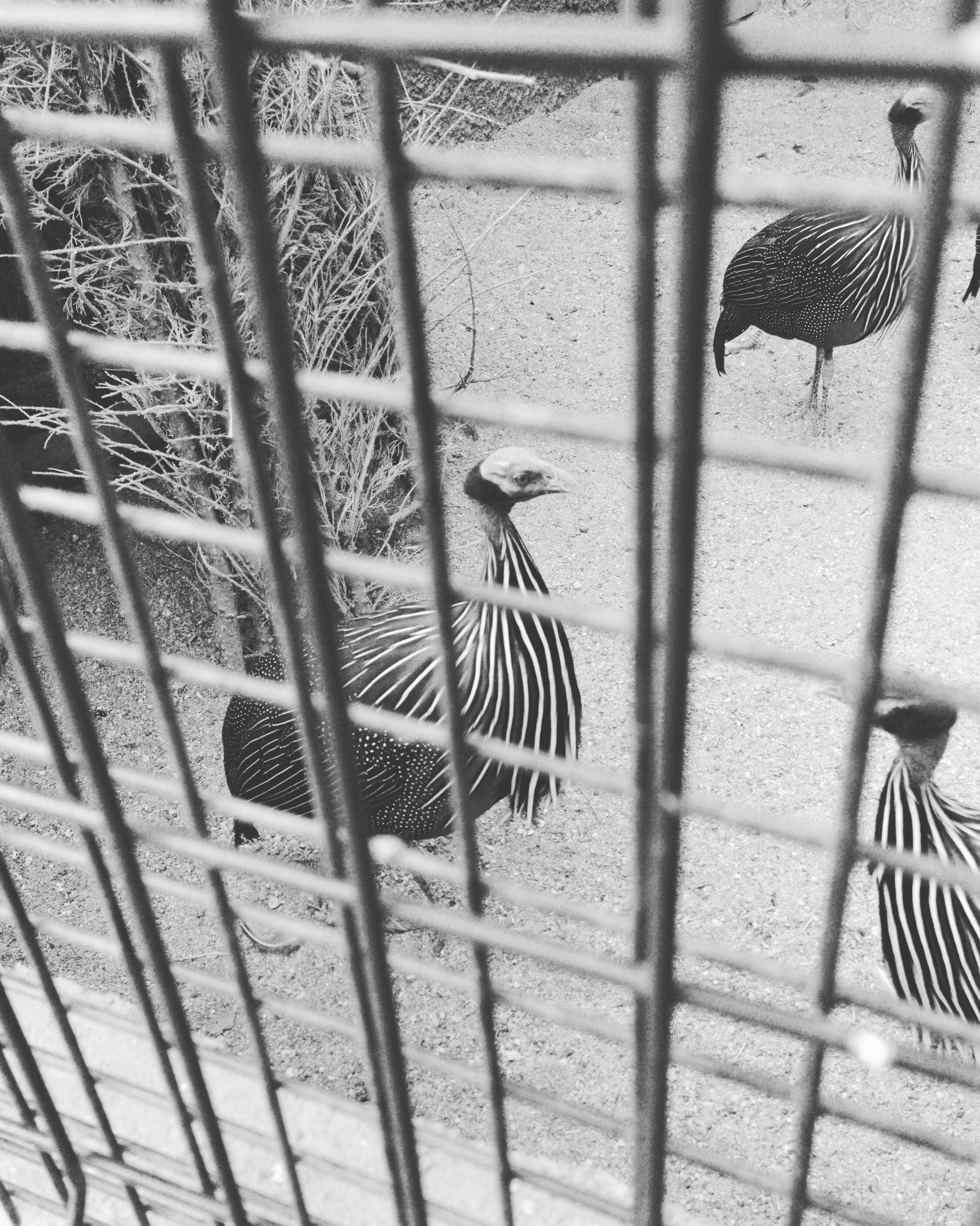 Oil Industry Executive