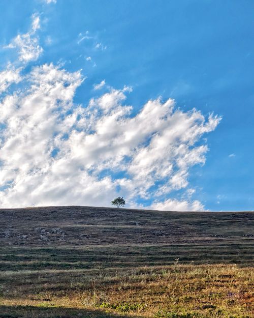 Free A solitary tree stands on rolling hills against a backdrop of fluffy clouds and clear blue sky in Yamaçyolu, Ardahan. Stock Photo