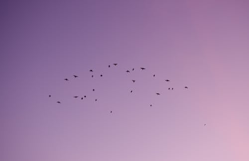 무리 지어 가는 새, 일몰, 핑크 하늘의 무료 스톡 사진