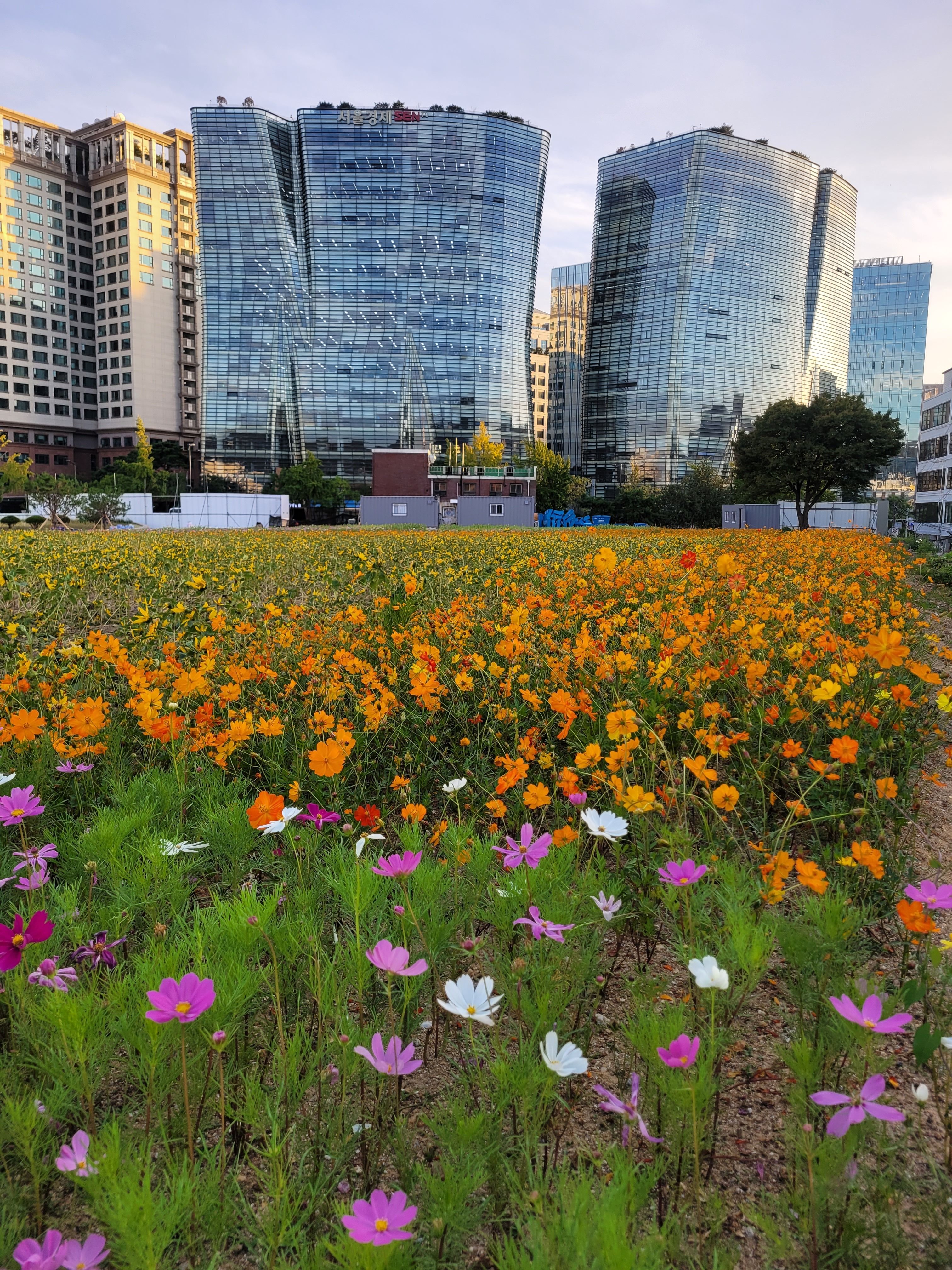 경주 보문호 코스모스 꽃길