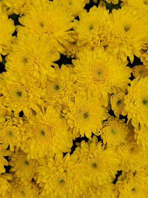 Free Bright yellow chrysanthemums in full bloom, showcasing their vivid petals and lush textures. Stock Photo