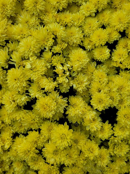 Free A vivid cluster of yellow chrysanthemums showcasing floral beauty outdoors. Stock Photo