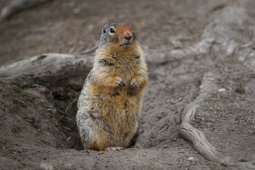 Free Curious ground squirrel standing alert at the entrance of its burrow in a natural setting. Stock Photo