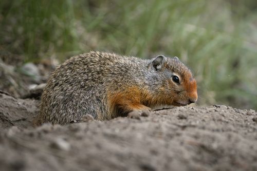 Free Close-up image of a ground squirrel lying on the dirt in a natural setting. Stock Photo