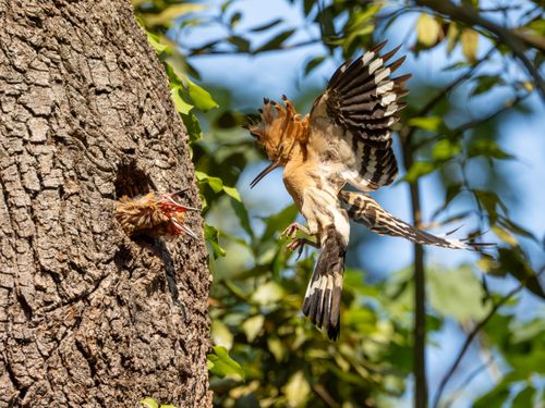 Free A stunning capture of an adult Eurasian Hoopoe feeding its chick in a tree hollow. Stock Photo