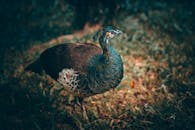 波多黎各一只孔雀的艺术特写，生动展现了其羽毛的绚丽色彩