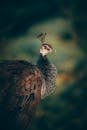 Close-up Photo of a Peahen