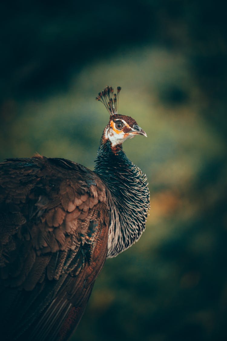 Close-up Photo Of A Peahen