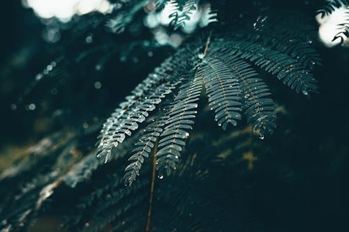 Raindrops on Leaves