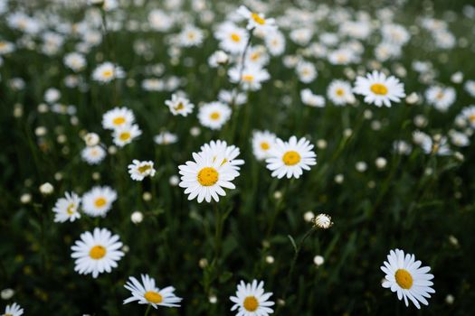 Close-up photo of a vibrant field of daisies in full bloom at a botanical garden.