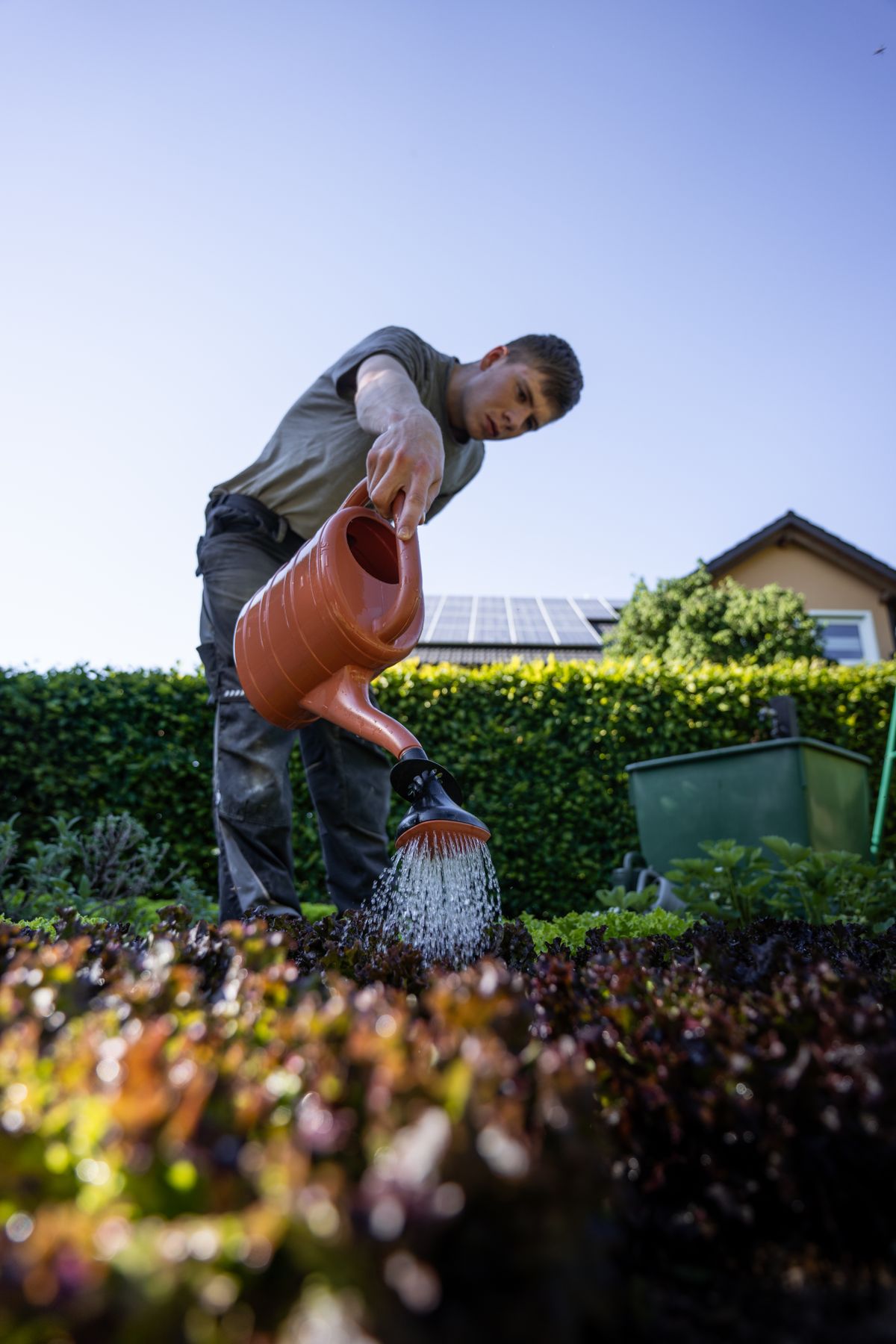 Un jardinier arrose des plantes dans un jardin ensoleillé avec un arrosoir.