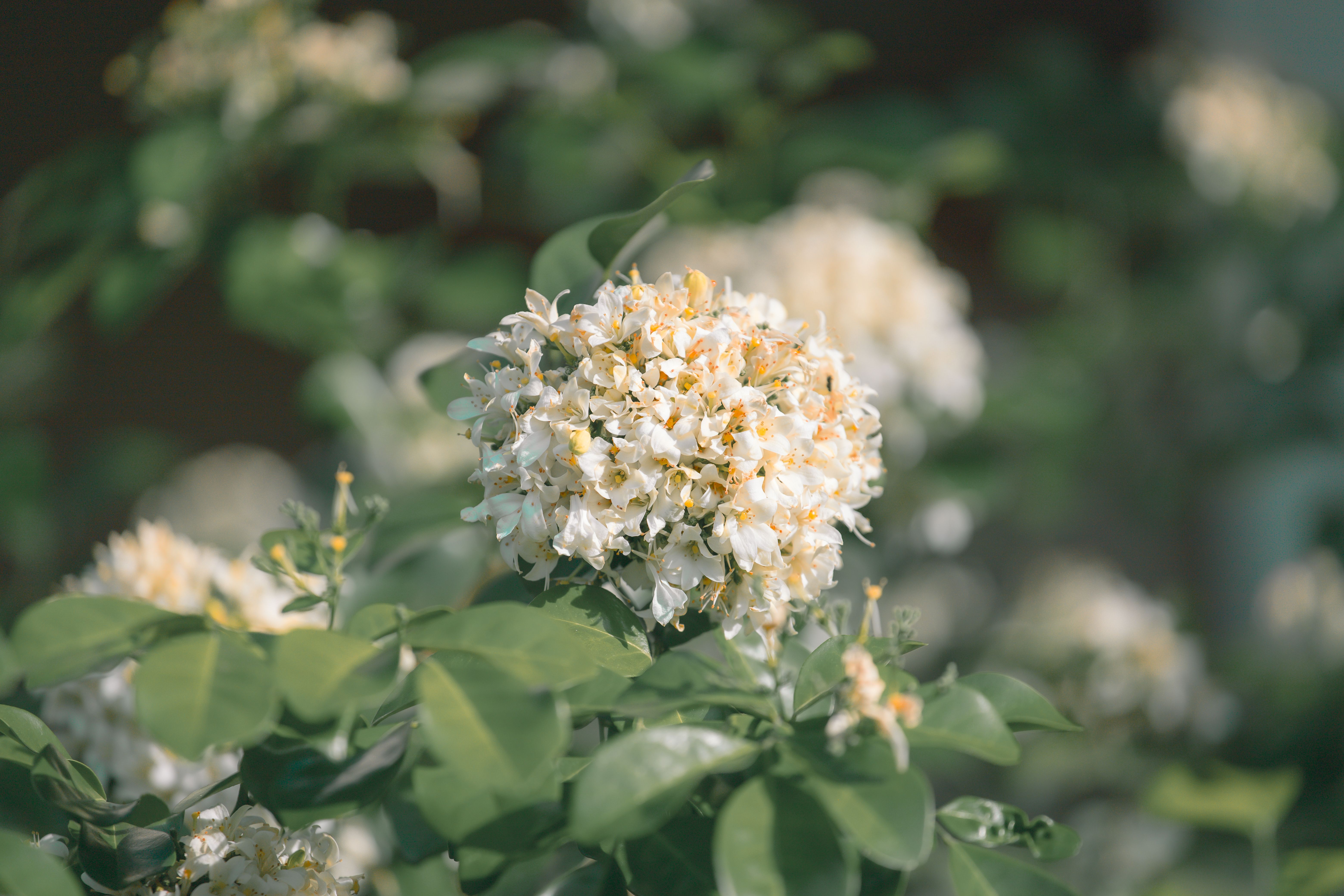 [ColoSach]-detailed-capture-of-murraya-paniculata-flowers-blooming-in-a-lush-green-setting,-evoking-a-serene-and-natural-ambiance.