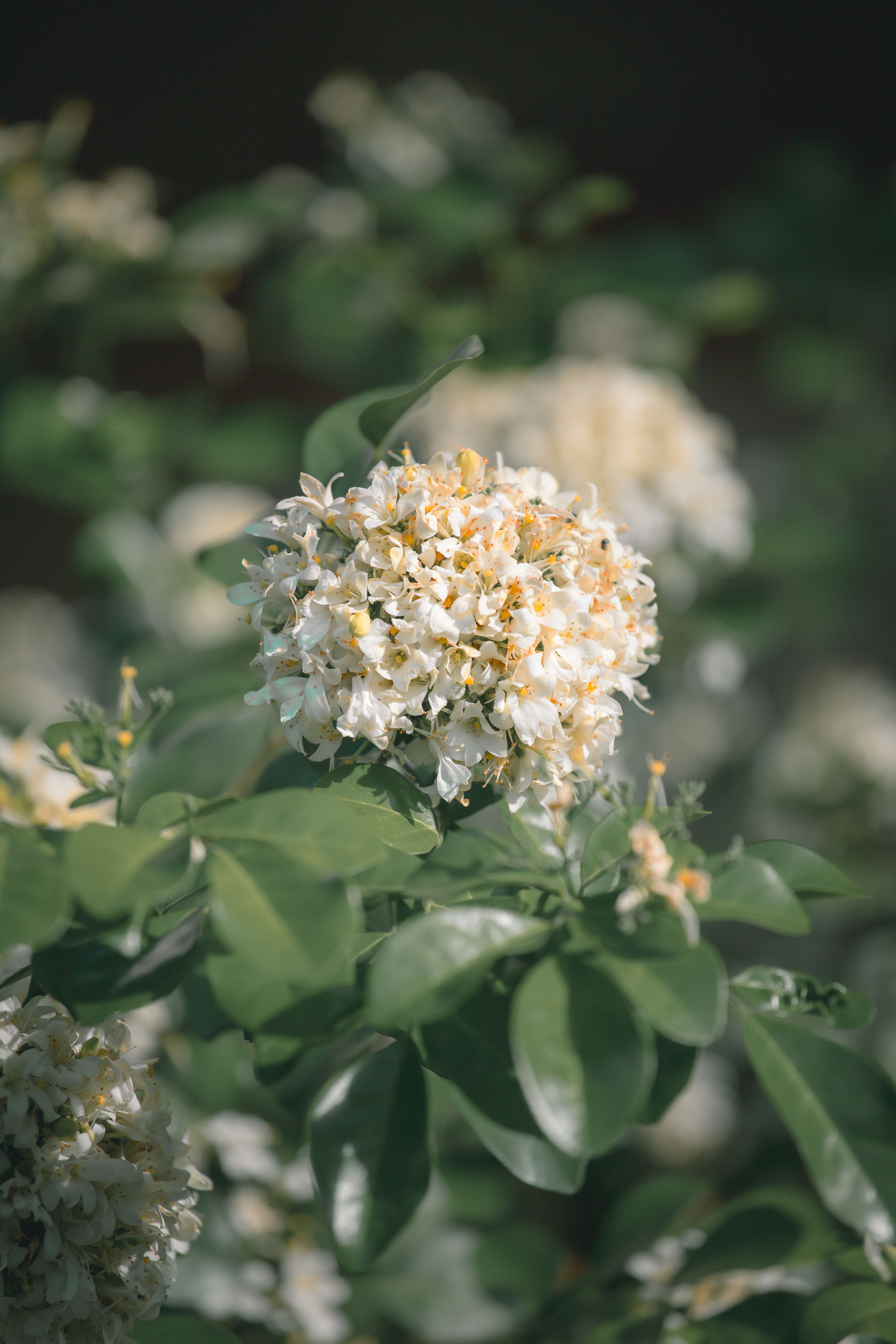 [ColoSach]-detailed-view-of-white-murraya-paniculata-flowers-surrounded-by-lush-green-leaves.