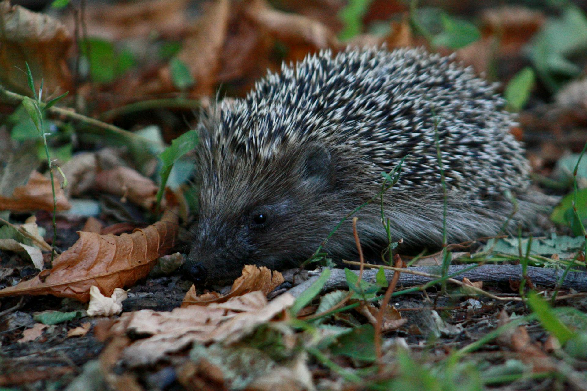 A hedgehog with spines lies peacefully among autumn leaves in a natural forest setting.