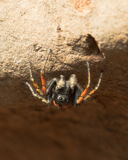 Free Macro shot of a jumping spider with vivid orange legs on a rocky surface, highlighting its natural habitat. Stock Photo