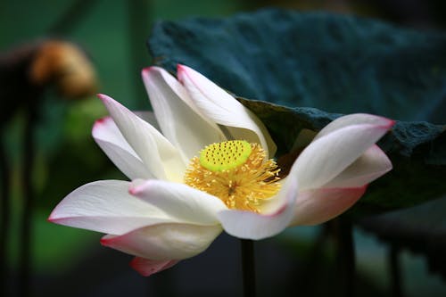 Free stock photo of lotus, lotus flower Stock Photo