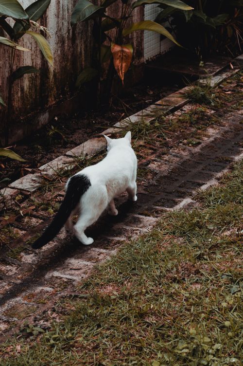 Free A black and white cat leisurely walks along a garden path surrounded by greenery. Stock Photo