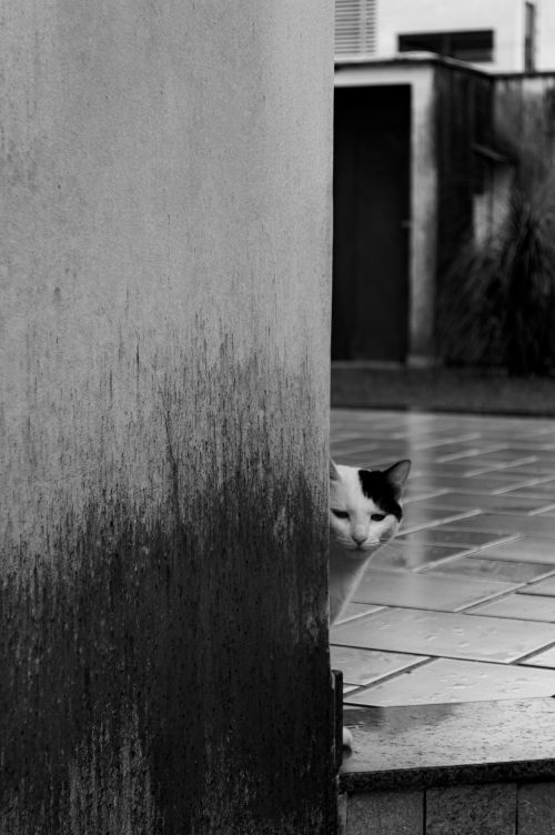 Free A curious black and white cat peeks from behind a wall in an urban setting. Stock Photo