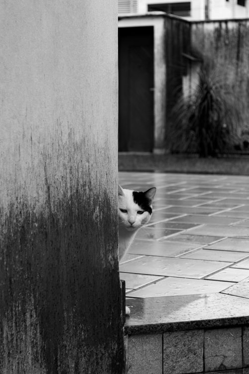 Free A curious cat peeks around a weathered wall on a tiled patio. Black and white photography captures its inquisitive expression. Stock Photo