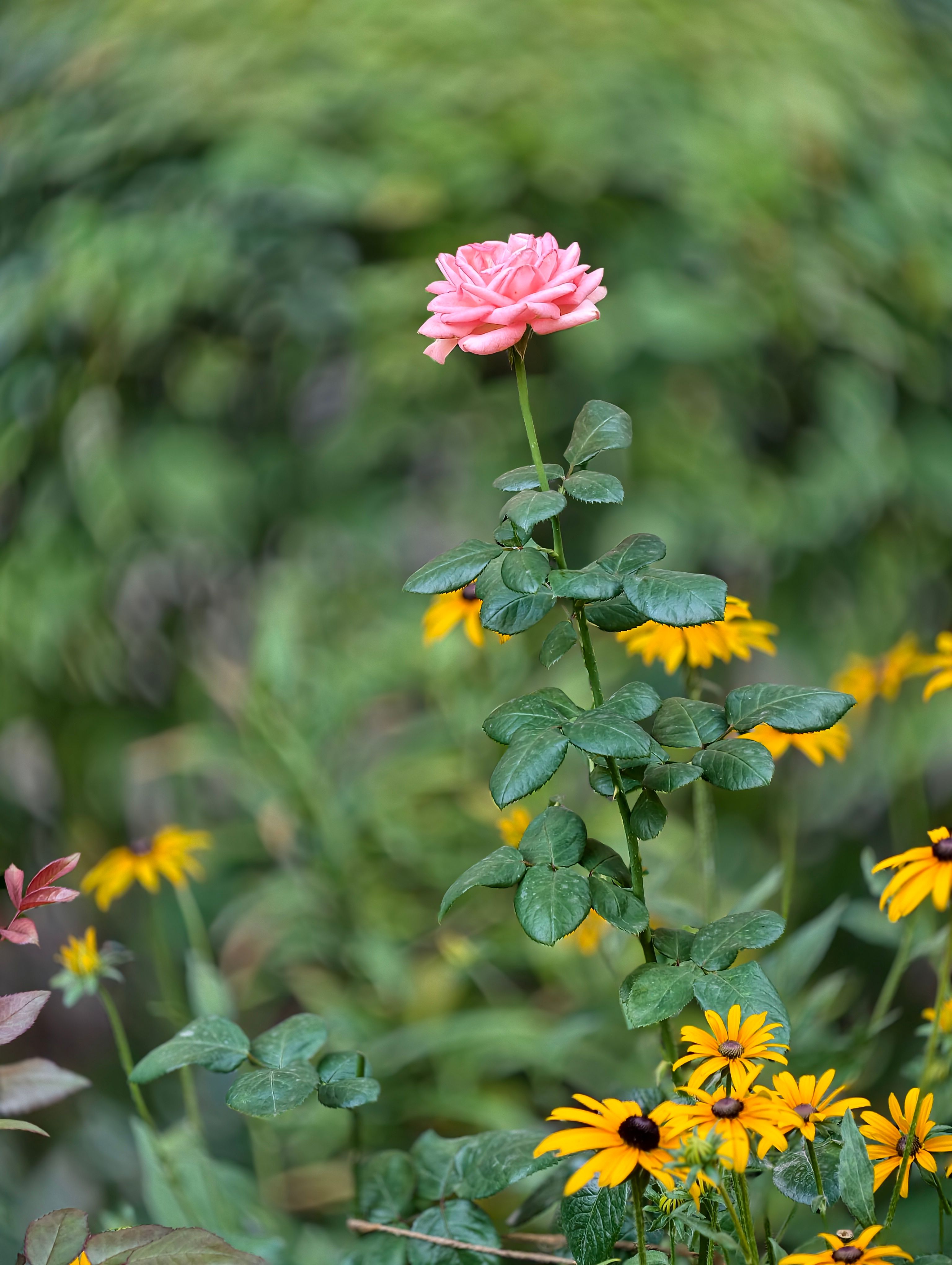 [ColoSach]-bright-pink-rose-standing-tall-among-vibrant-yellow-coneflowers-in-a-lush-garden-setting.
