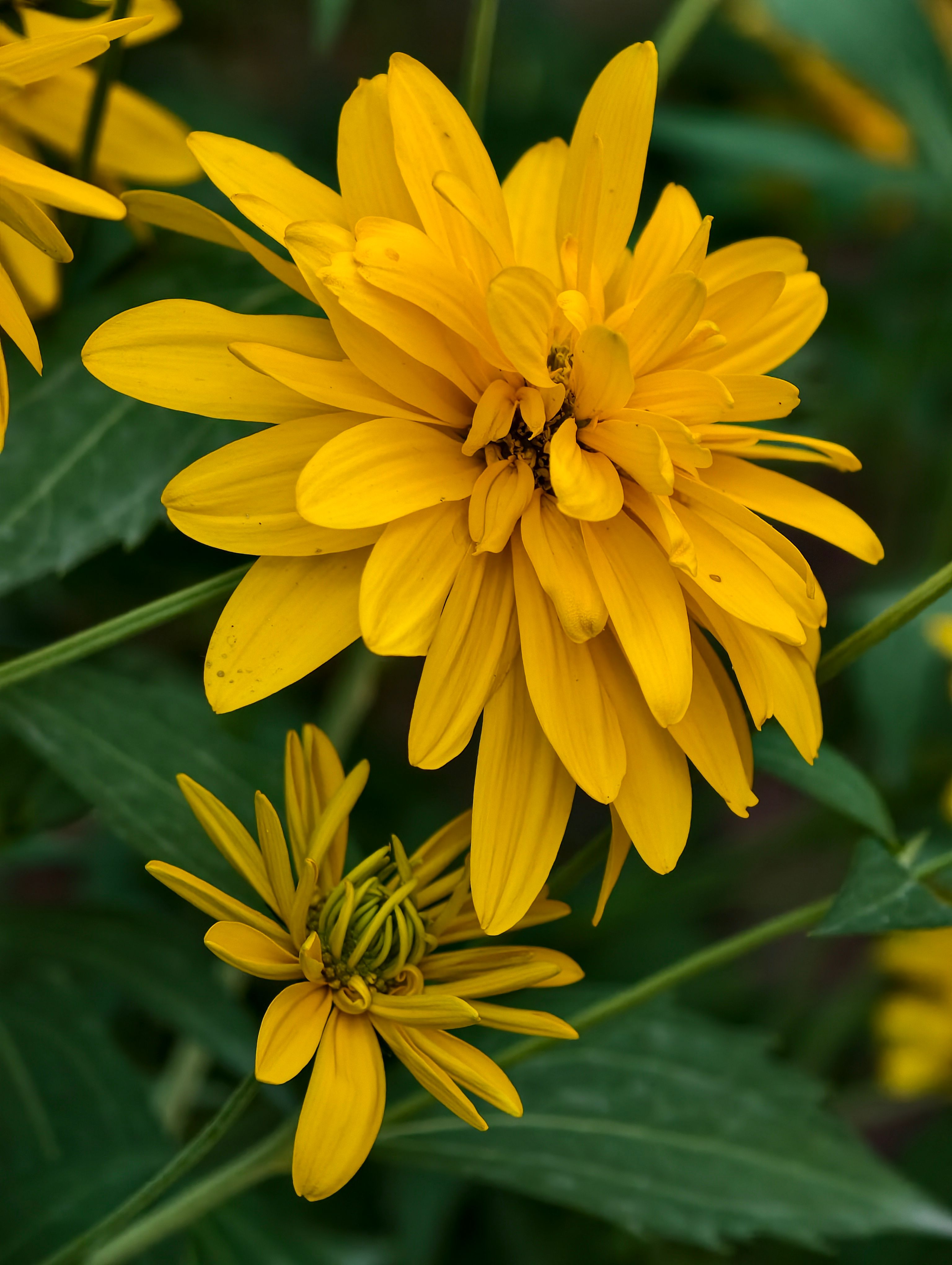 [ColoSach]-close-up-of-bright-yellow-flowers-with-lush-green-leaves-in-a-garden-environment.