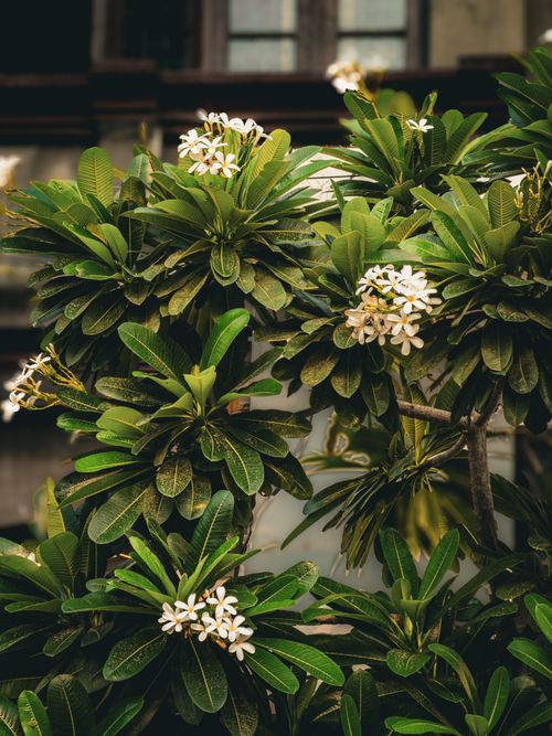 Free Beautiful white frangipani flowers amidst lush green leaves in a serene setting. Stock Photo