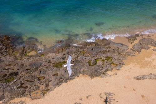 Free A seagull flies over the rocky shores of Saint-Malo, showcasing Brittany's stunning coastline. Stock Photo
