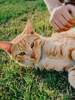 可爱的橘猫舒适地躺在卡拉奇的绿草上，呈现出一个宁静而如画的瞬间。