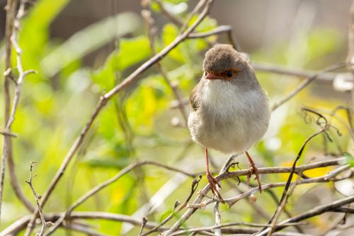 Free A Superb Fairywren perched among branches in Callala Bay, New South Wales, Australia. Stock Photo