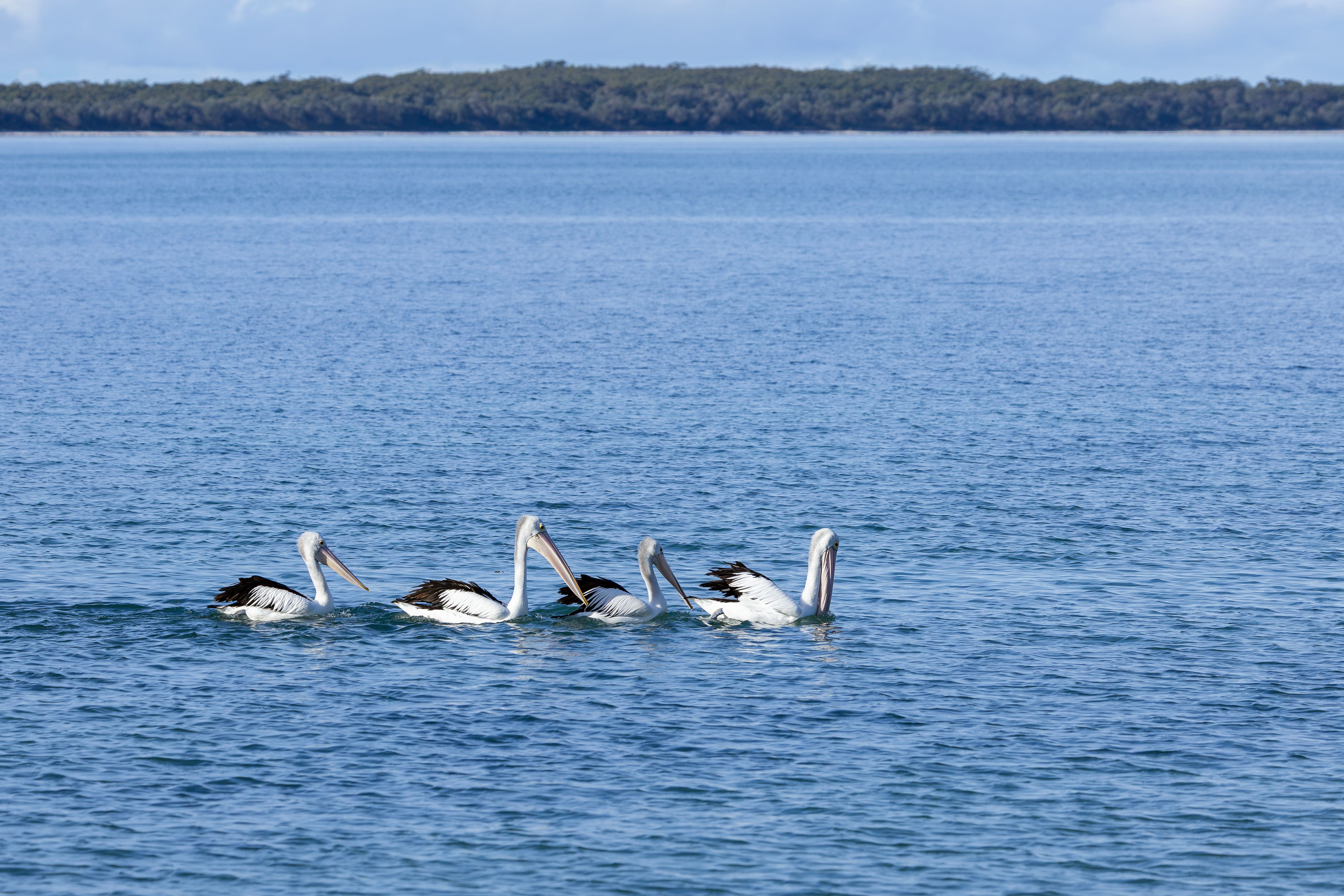 A group of Australian pelicans swimming in Callala Bay, New South Wales, Australia.