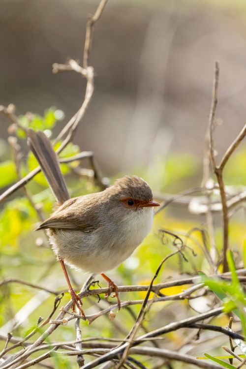 Free Close-up of a Superb Fairy-wren perched in Callala Bay, Australia Stock Photo