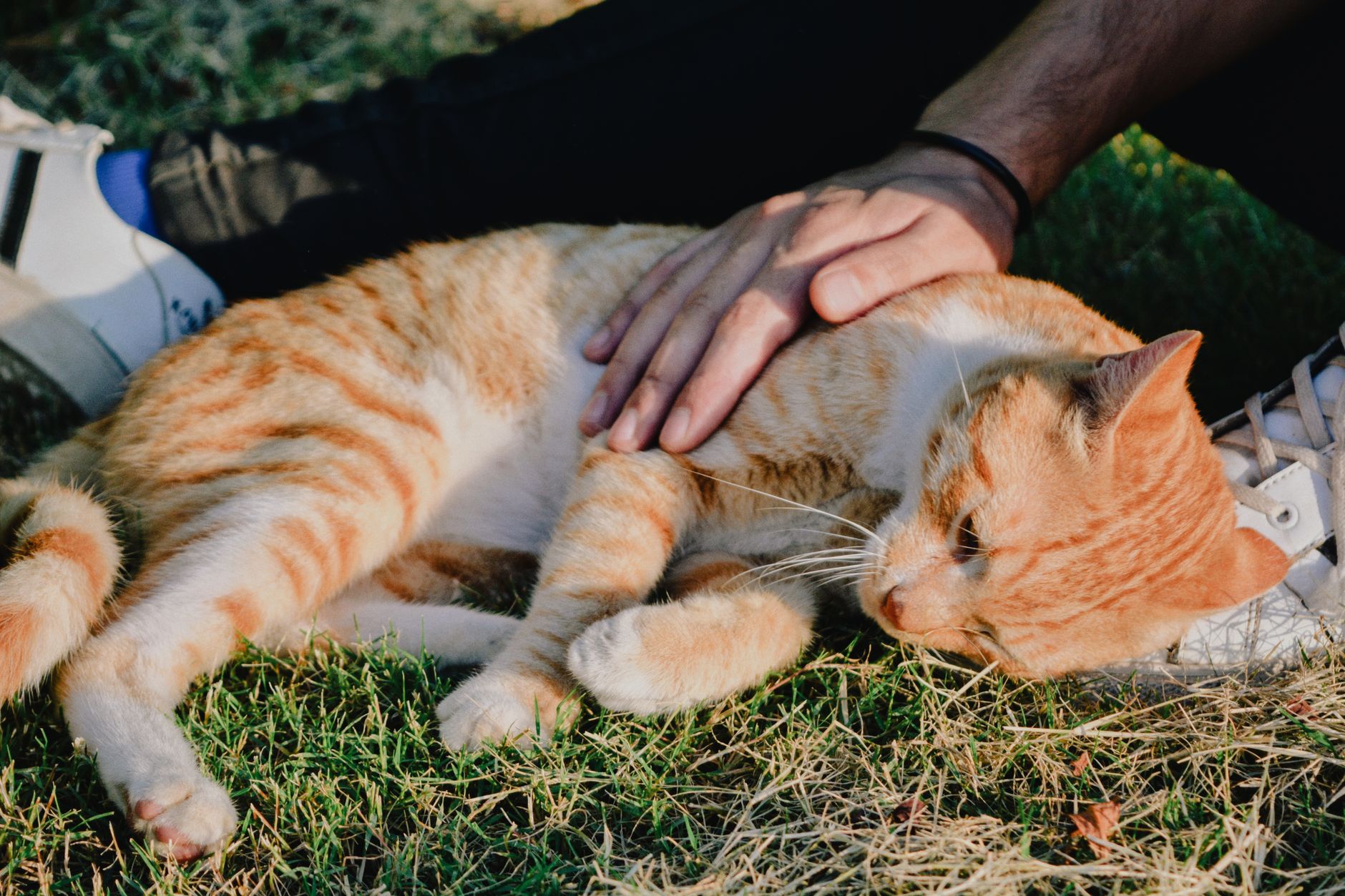 A cat undergoing diagnostic blood testing at a veterinary clinic