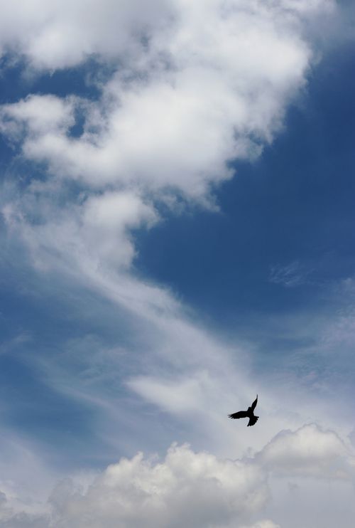 Free A lone bird soars in a blue sky with dramatic clouds, evoking freedom. Stock Photo