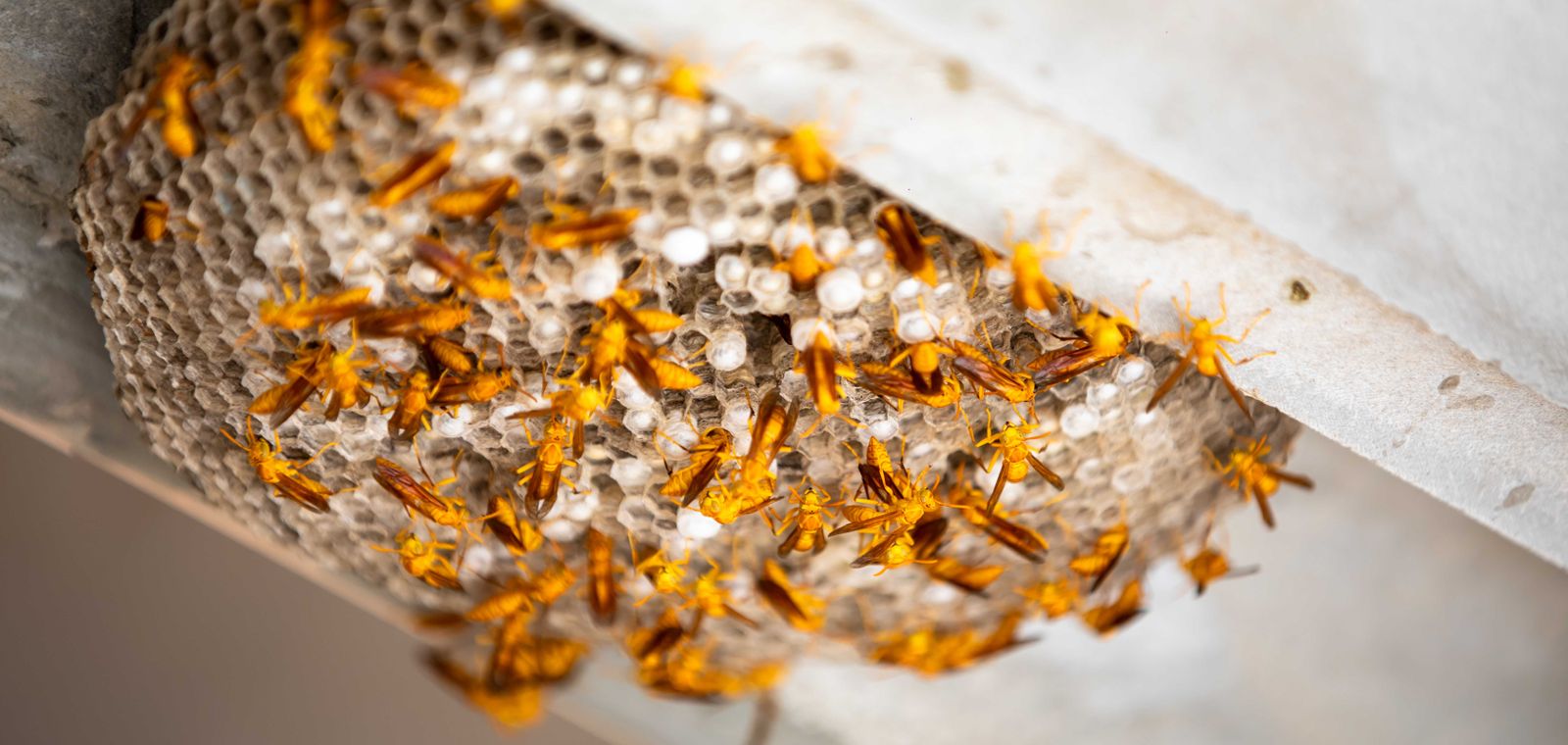 Paper wasps on a nest under an eave