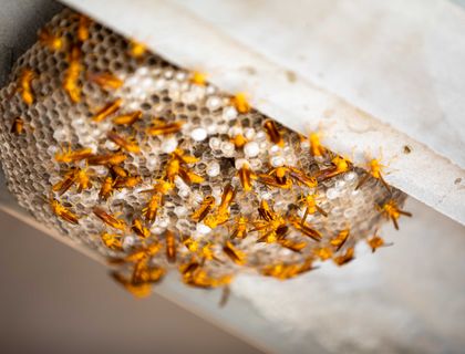 Paper wasps on a nest under an eave