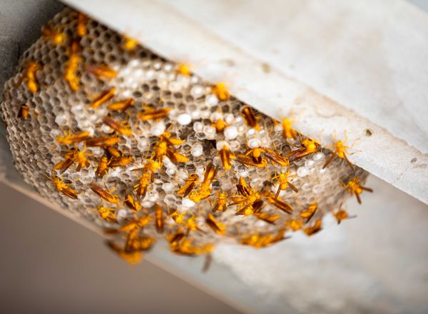 Paper wasps on a nest under an eave