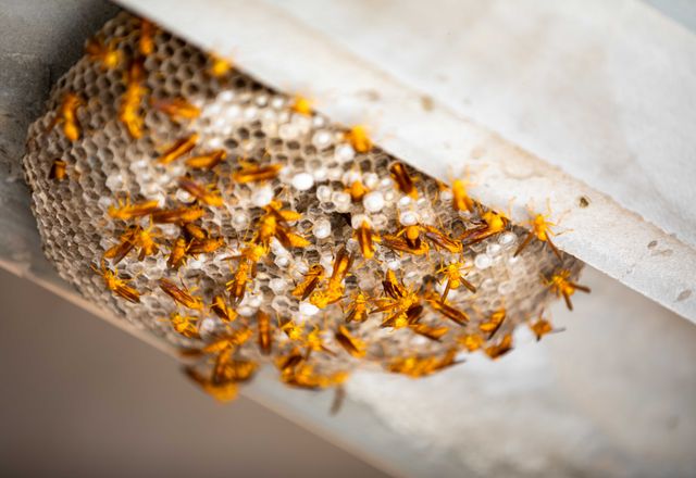 Paper wasps on a nest under an eave