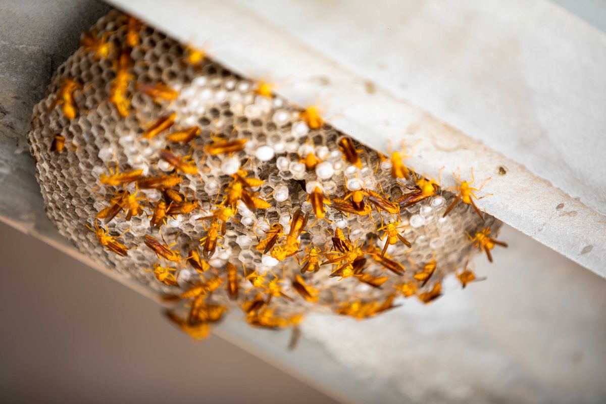Close-up of a wasp nest, one of the pests treated in commercial buildings by Pest Control Kennesaw GA