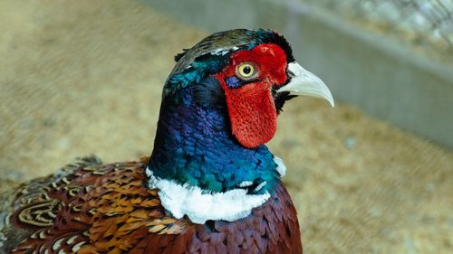 Free A colorful ring-necked pheasant featuring bold plumage in Bangladesh. Stock Photo