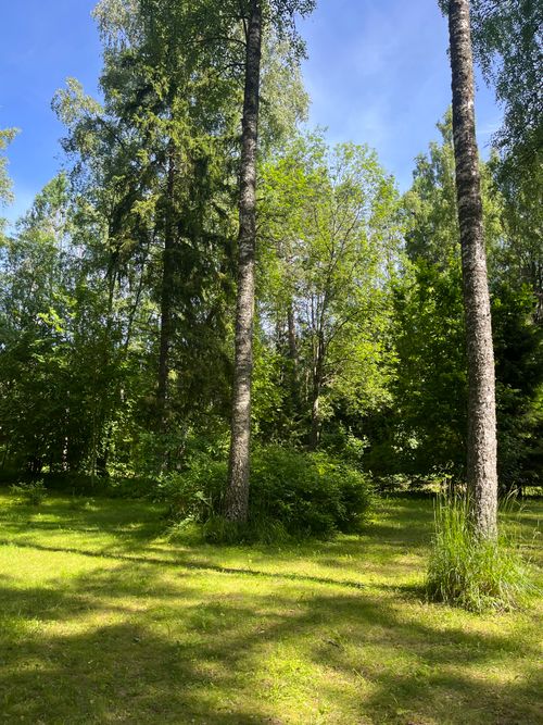 Free Tall trees in a lush green forest on a sunny summer day in Kose, Estonia. Stock Photo