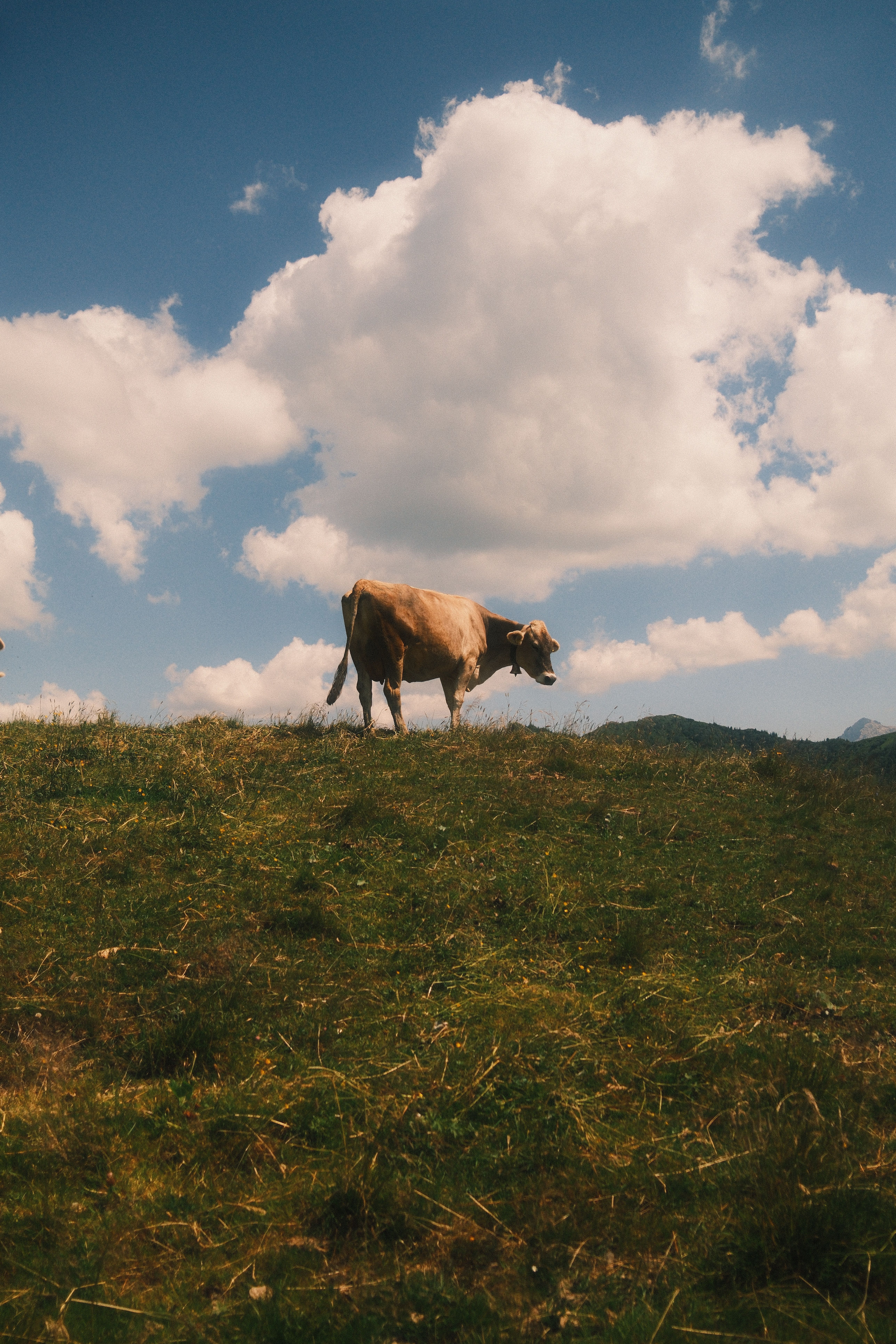 A brown cow grazes peacefully on a grassy hill under a scenic cloudy sky, showcasing nature's tranquility.