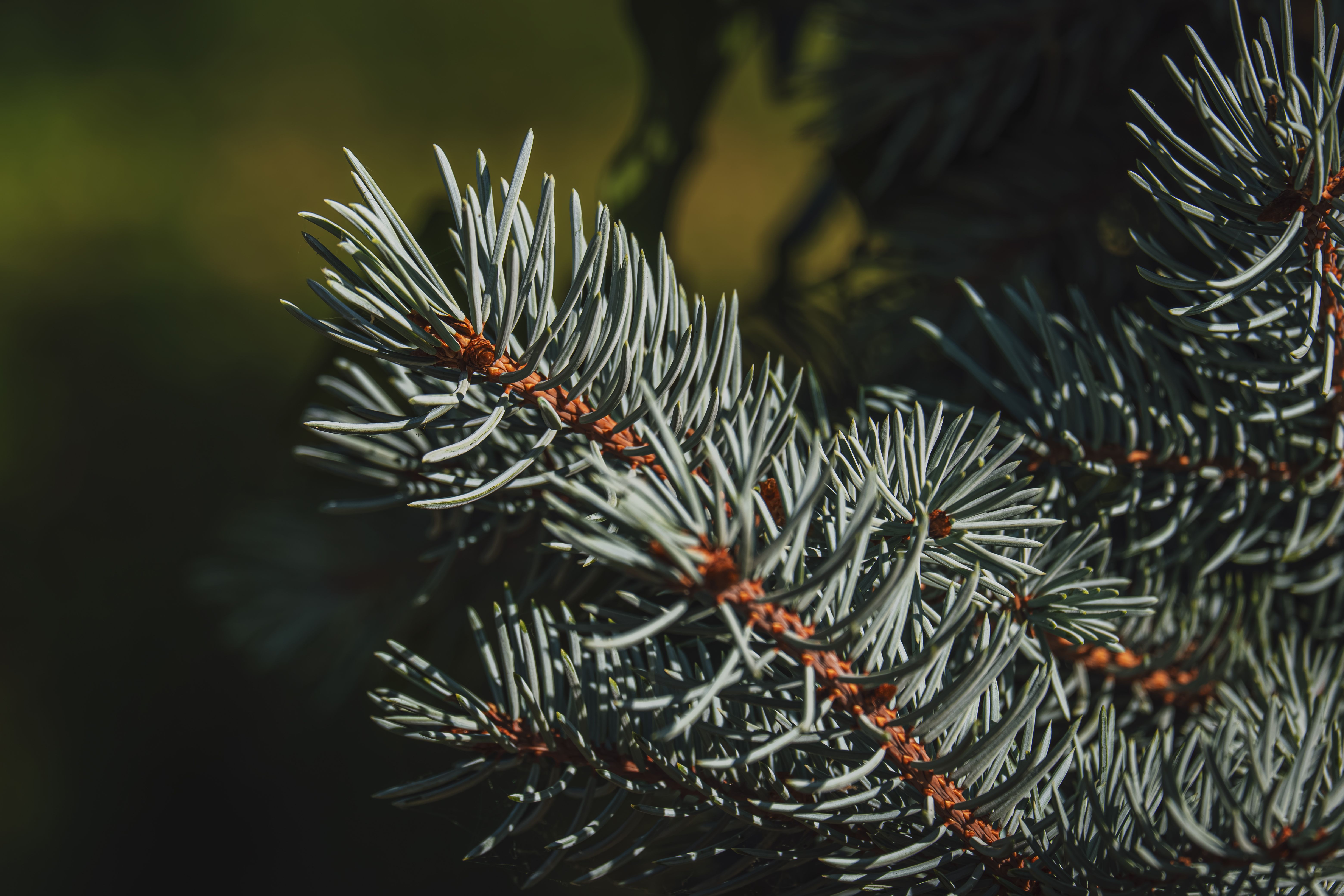 Close-up of silvery-blue spruce needles catching winter sunlight — blue spruce for christmas tree care in Surrey BC