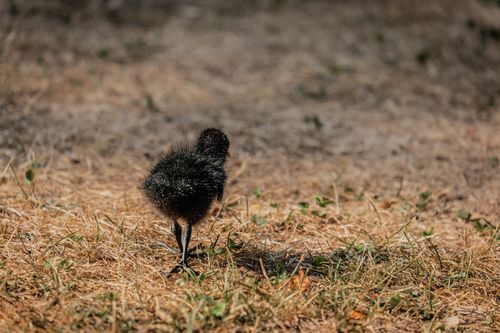 Free A young chick walks alone on dry grass under the sunlight, exploring its surroundings. Stock Photo