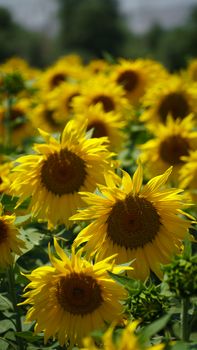 Explore a lush sunflower field basking in the summer sunlight, showcasing nature's vibrant beauty.
