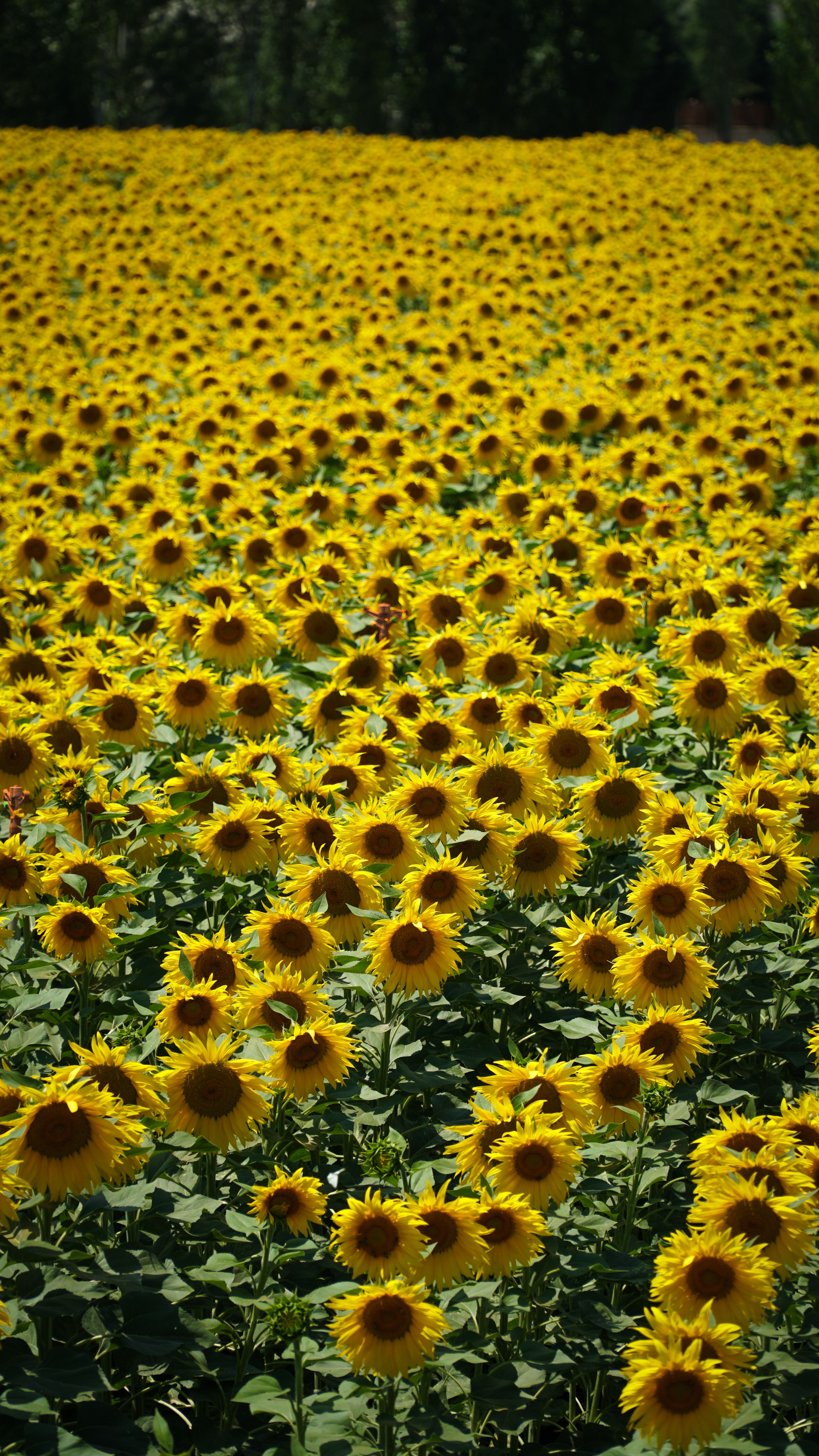 Fotomural Fotolia