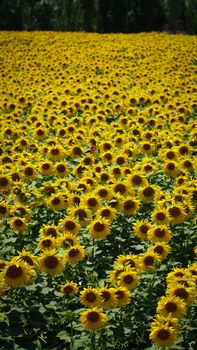 An expansive sunflower field blossoming under the summer sun, creating a vibrant yellow landscape.