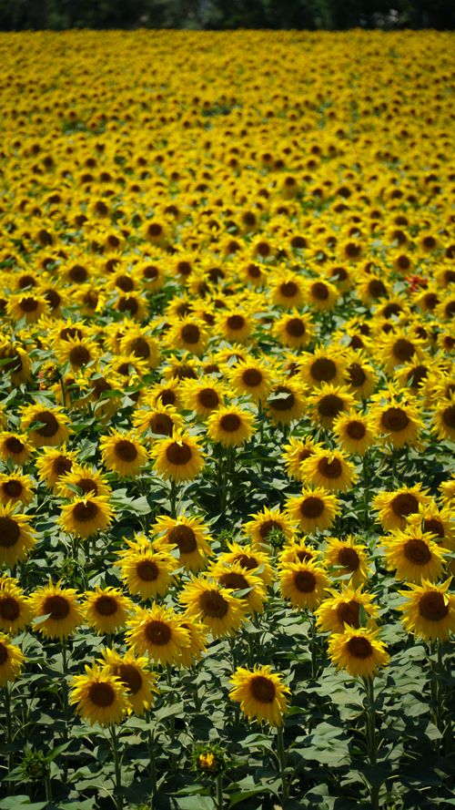 Free A vast field of sunflowers in full bloom under the summer sun, creating a sea of yellow. Stock Photo