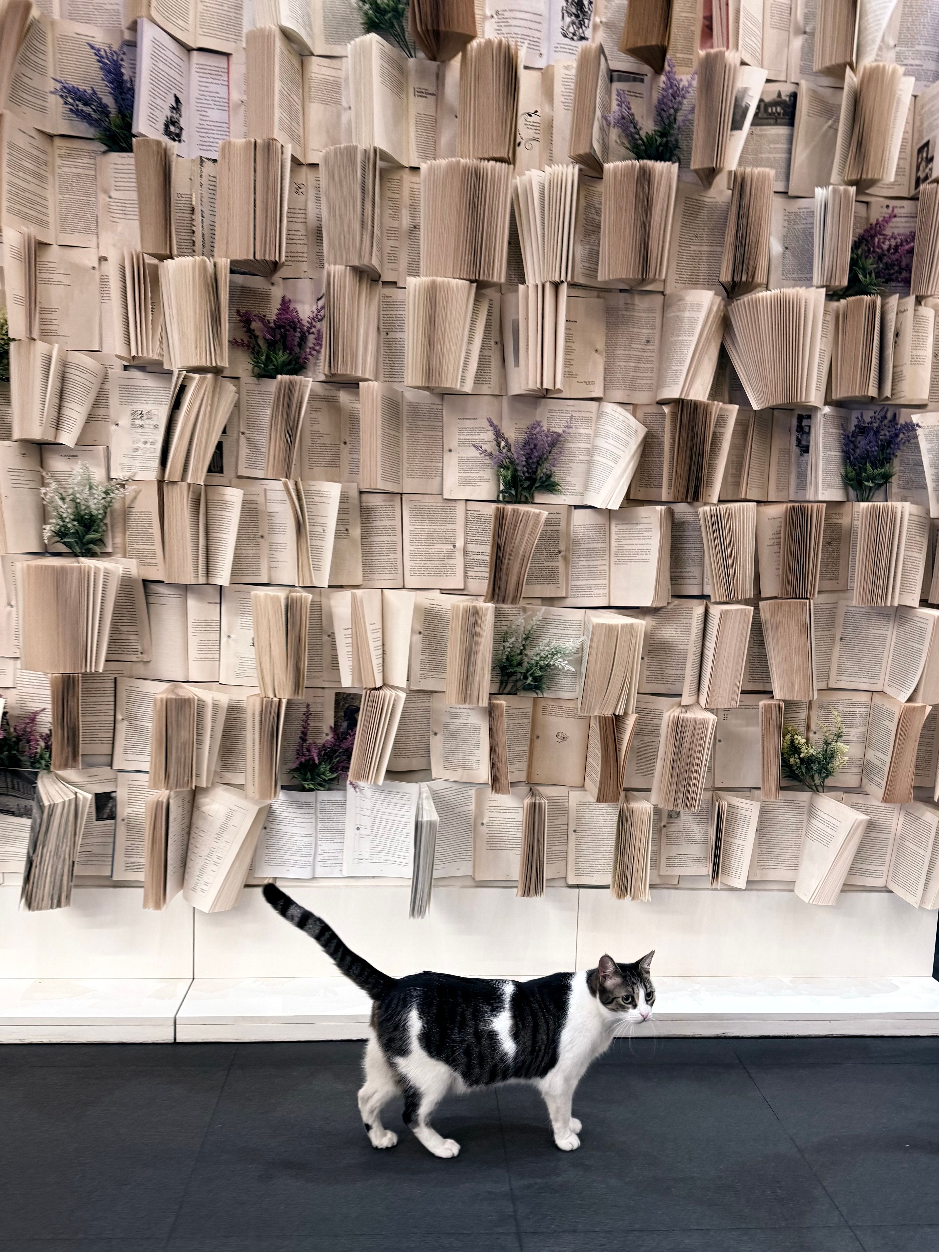 A cat walks past a creative wall made of open books and plants, indoors.