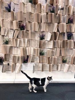 A cat walks past a creative wall made of open books and plants, indoors.